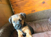 Border x Jack Russell Terrier