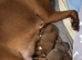 Champion breed boxer puppies