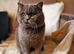Bsh for stud