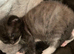 Kittens looking for a new home