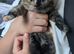 Beautiful Kittens wanting 5 star homes