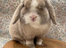 Adult male mini lop