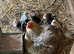 Pekin bantam hens or chicks