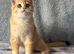 TICA Beautiful British Shorthair Kittens