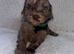 Beautiful F1 Cavapoo Puppies READY TO LEAVE