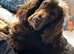 Cockapoo rainbow litter