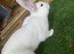 Continental giant cross with mini lop