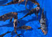 Koi mix 4-6 inch koi 5 for &pound;30