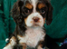 Chocolate Cavalier King Charles Spaniels