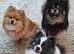 Beautiful pomeranian pups 3wks old