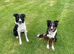 ****1 Stunning Male Border Collie Puppy****