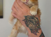 Persian Maincoon x