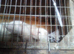 Young ferrets for sale