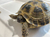 HORSFIELD&rsquo;S GARDEN TORTOISES