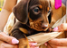 Miniature dachshund puppy’s READY NOW!
