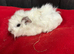Baby female guinea pigs