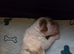 Cavapoo with Health tested parents