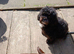 Lhasapoo puppy