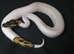 High Pied Ball Python 85%
