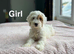 Gracie beautiful litter of cockapoo puppies now ready