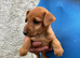 Lakeland terrier pups