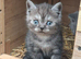 Stunning British shorthair girls