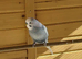 Budgies