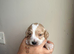 Cocker spaniel puppies