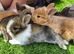 Angora x lion heads available from 29Aug