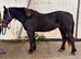 Seren - Welsh D Filly 3yr old