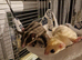 PAIR OF SUGAR GLIDERS WITH CAGE