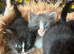 Mix Bengal kittens for sale, all females all 4