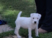 White lakeland