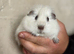2 boar guinea pigs