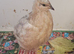 Available 1 x 7 week old Rarer colour powderpuff golden beige male and 2 laying age hens £22 the group