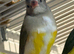 Gouildan finches 2 males 5 months old
