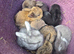 Holland lop boys