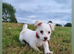 Rehoming lovely dog