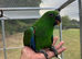 16 week old hand reared Eclectus