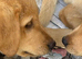 Mixed litter gold and black puppies