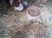 2 male guinea pigs one 4yrs old and 1 yrs old