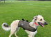 Lurcher pups for sale