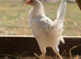Bason White hens