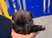Lilac blue and black stuff to Bull Terriers puppies