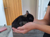 Purebred Netherland Dwarf kits