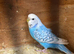 Female budgie