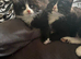 Maine coon kittens