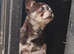 Romeo Smooth Coat Chihuahua