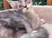 Gorgeous Maine Coon male cat looking for a loving home