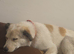 10 month old puppy looking for a new home.